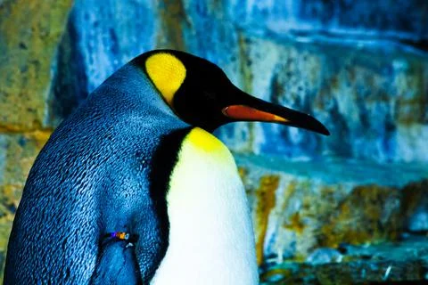 A close up of a penguin 스톡 사진