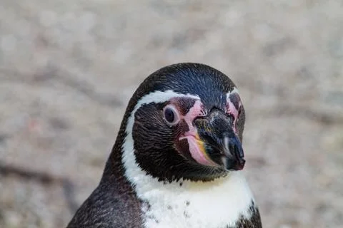 Close-up of a Penguin Stock Photos