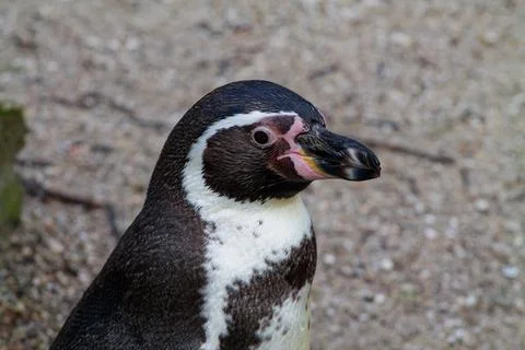 Close-up of a Penguin Stock Photos