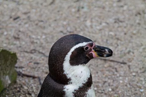 Close-Up of a Penguin Stock Photos