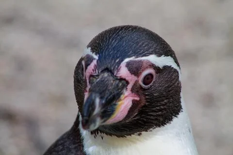 Close-up of a Penguin with Unique Features Stock Photos