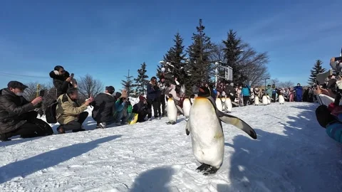 Close Up Penguin Walking Parade Crowd Asahiyama Zoo Winter Japan Stock Footage 333314432