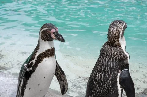 Close up of penguin in the zoo Stock Photos