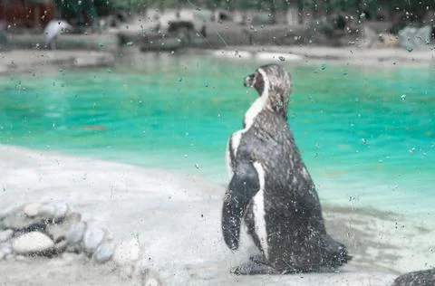 Close up of penguin in the zoo Stock Photos