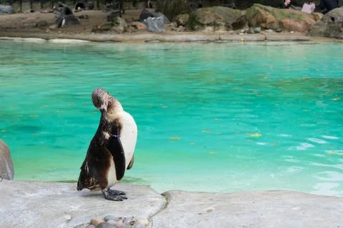 Close up of penguin in the zoo Stock Photos