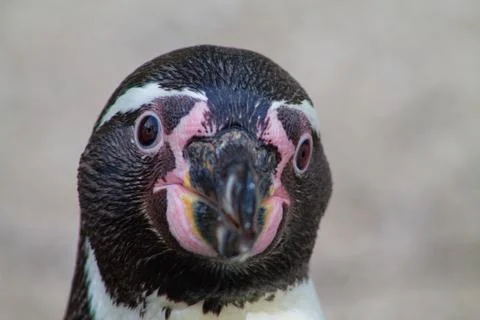 Close-Up of a Penguin's Face Stock Photos