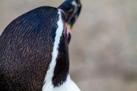 Close-up of a Penguin's Head Stock Photos