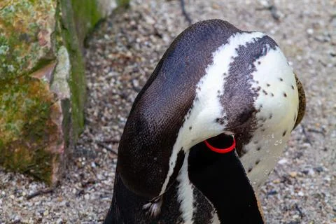 Close-Up of a Penguin's Head Stock Photos