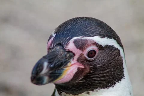 Close-up of a Penguin's Head Stock Photos