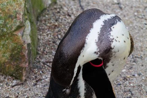 Close-up of a Penguin's Head Stock Photos