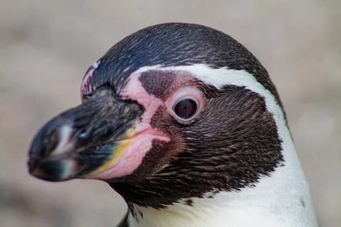Close-Up of a Penguin's Head Stock Photos