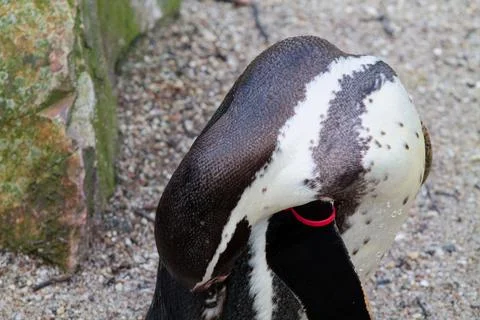 Close-up of a Penguin's Head Stock Photos