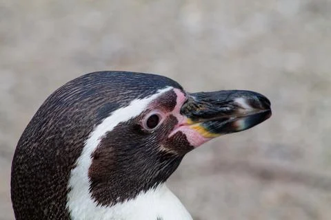 Close-Up of a Penguin's Head Stock Photos