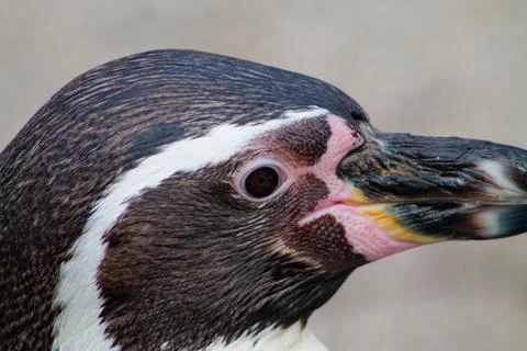 Close-Up of a Penguin's Head Stock Photos
