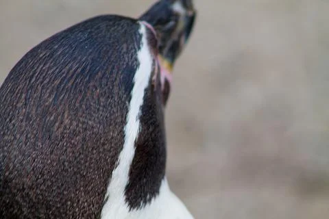 Close-up of a Penguin's Head Stock Photos