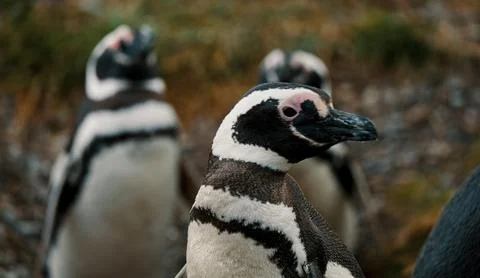 Close up of an penguins Stock-Fotos