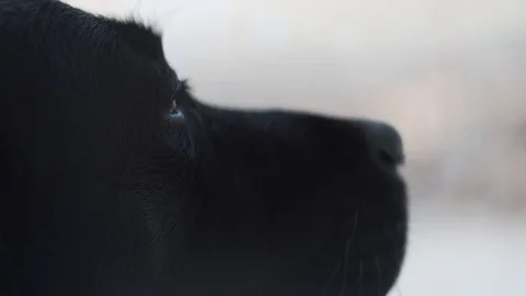 Close-up of a pensive muzzle of a black labrador retriever dog Video stock 121313679