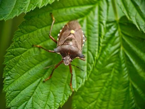 Close-up of a Pentatomidae Stink Bug on a Green Leaf Stockfoto's