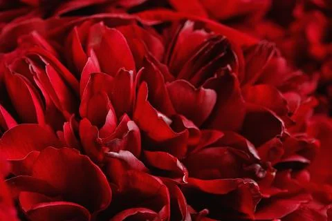 Close-up of a peonies Stock Photos