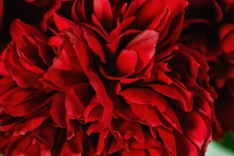 Close-up of a peonies Stock Photos