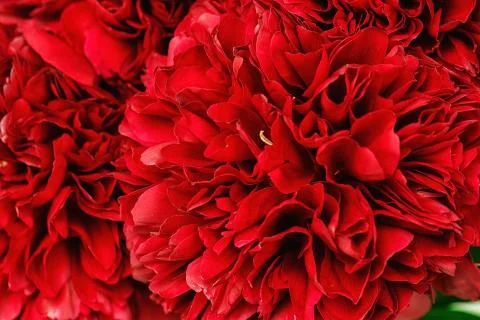 Close-up of a peonies Stock-Fotos