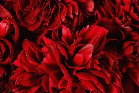 Close-up of a peonies Fotos Stock