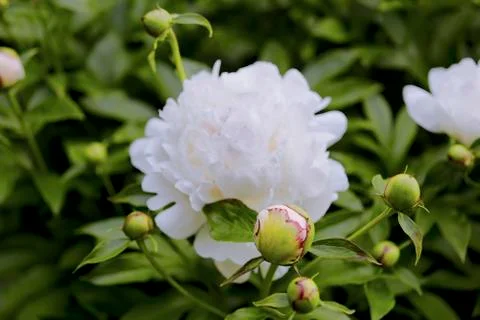 Close up of peonies 库存照片