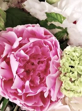 Close up of peonies Stock Photos