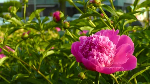 A close-up peony flower sways in the wind. B roll Stock-Footage 243831451