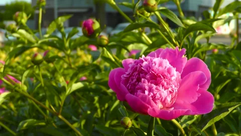 A close-up peony flower sways in the wind. B roll Stock-Footage 243831457