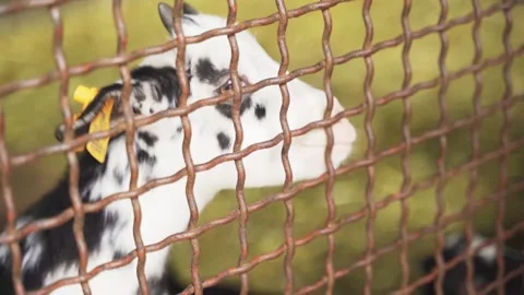 Close-up of people hand-feeding compound feed to goats Stock Footage 248644722