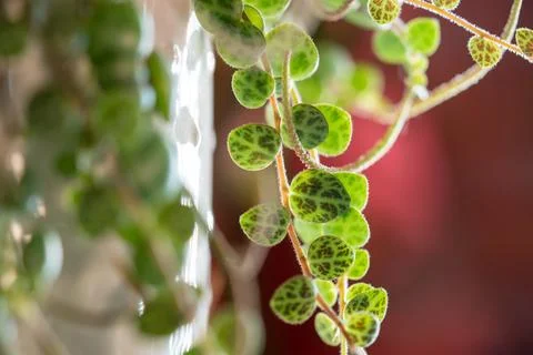Close-up of Peperomia Prostrata string of turtles trailing houseplant in flower Stock Photos