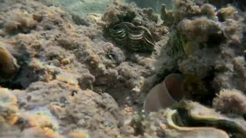 Close-Up of Pepper Moray Eel Searching for a Hiding Place Among Coral, Marsa Ala Stock-Footage 343299028