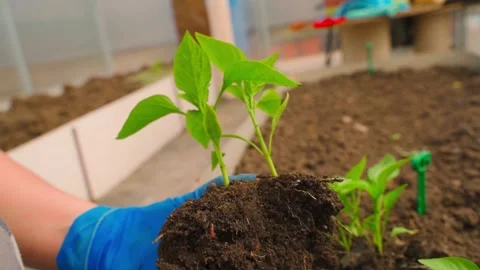Close-up of pepper seedlings with a patch of soil Vídeos de archivo 313465073