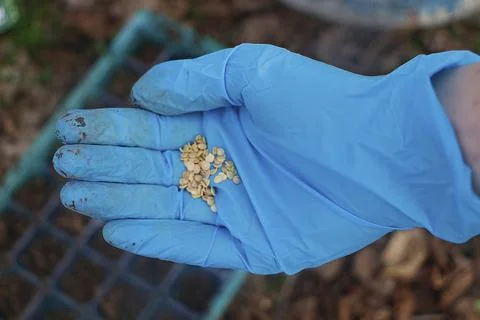 Close-up of pepper seeds held in a hand, prepared for planting. Stock Photos