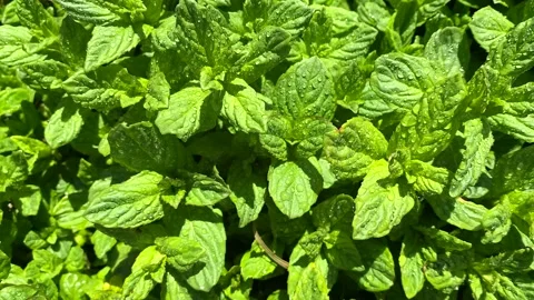 Close-up of peppermint leaves in the garden Stock Footage 240068925