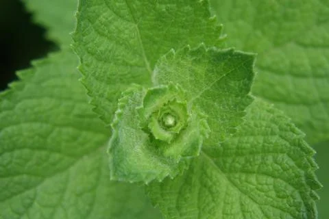 Close up of Peppermint Leaves Stock Photos