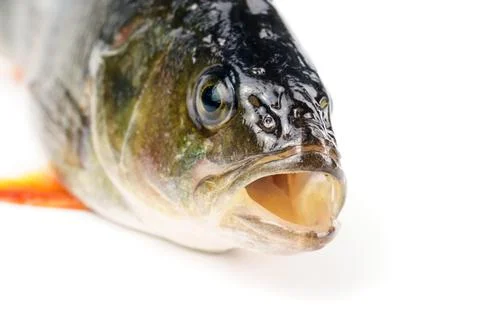 Close-up of a perch head Isolated on white background. Fish with open mouth Stock Photos
