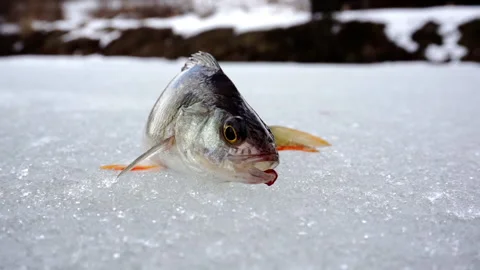 Close-up of a perch lying in the snow during winter fishing. Stock Footage 153311815