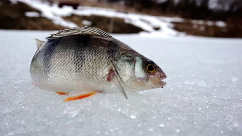 Close-up of a perch lying in the snow during winter fishing. Stock Footage 154855387