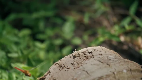 Close up on a perched dragonfly, indonesia Video stock 294659391
