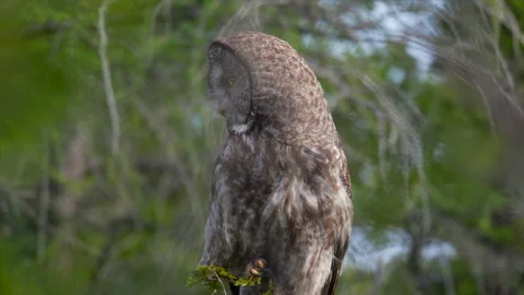 Close up Perched Great Grey Owl Strix raptor bird slowly visually hunting in 스톡 동영상 346019627