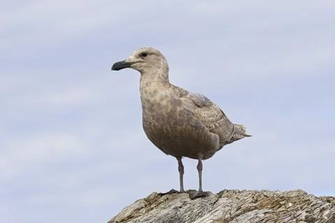 Close up of perched juvenile gull. Stock Photos