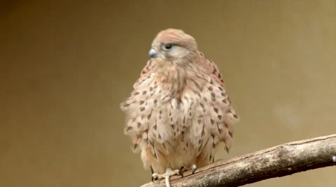 Close up of a perching rock or common kestrel, Falco tinnunculus, Stock Footage 43715341