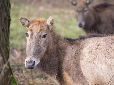 Close-up of a Pere David's Deer Stock Photos