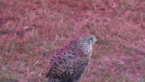 Close Up Peregrine Falcon Stock Footage 79539130