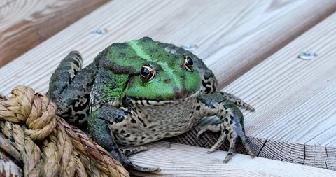 Close Up Perez Frog Stock Footage 93846378