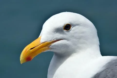 Close up of a perfect seagull Stock Photos