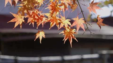 Close up of perfect yellow maple leafs with shadows and silhouettes Stock Footage 323049533