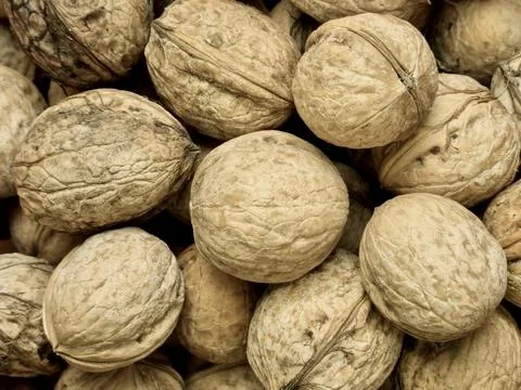 Close-Up Of Perfectly Selected Walnuts Stock Photos